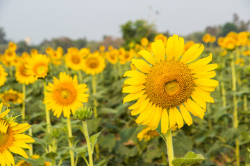 Beautiful sunflowers field