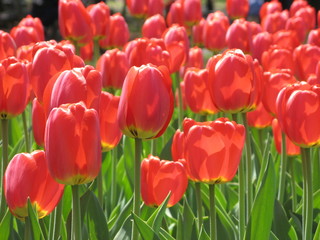 Fototapeta premium Tulips in spring sunshine