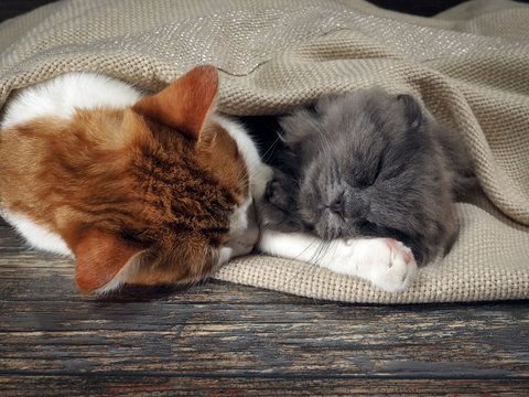 Cute cats sleep huddled together in a blanket on the floor of the old boards