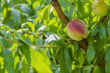 peach. Peaches on a tree