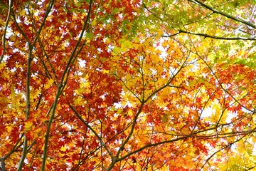 日本の楓の紅葉