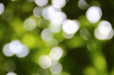 Bokeh natural color background, colorful  leaf of the tree