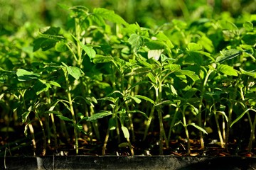 Tomato seedlings are planted in trays