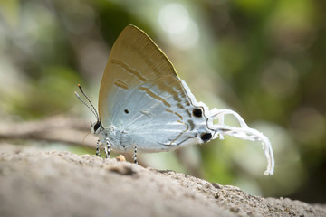 Butterfly in Thailand and Southeast Asia.