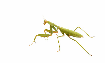 Female Praying Mantis
