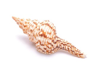 sea shell isolated on white background