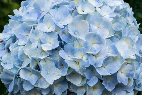 Blue hydrangea close up in a park of flowers at a garden flowerbed 