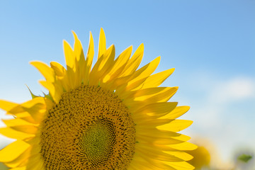 sunflower. sunflower field sun weather