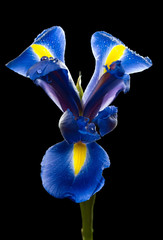 Blue iris on black background