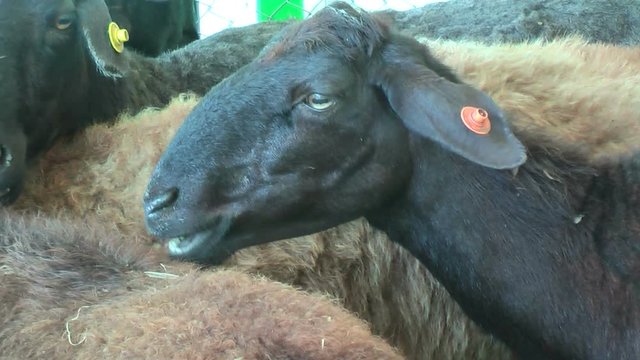 Tyumen, Russia - June 24, 2016: The 5t h open championship of Russia on a plowed land. Sheeps in shop