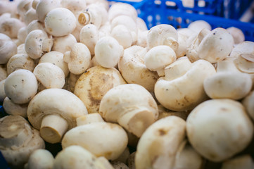 champignon mushrooms on display. a lot of fresh raw mushroom heap lies on the shelves