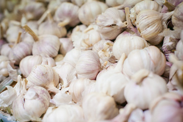 Garlic on display. a lot of fresh raw garlic a bunch of lies on the shelves