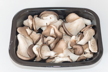 Detail of a Pleurotus ostreatus
