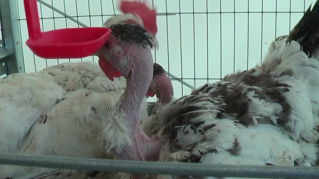 Tyumen, Russia - June 24, 2016: The 5t h open championship of Russia on plowed land. Hennery or henhouse. Golosheyny Spanish hens