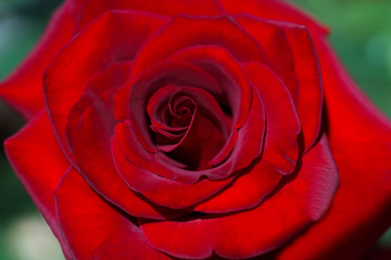 Bud red rose closeup. Top view