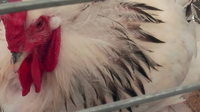 Tyumen, Russia - June 24, 2016: The 5t h open championship of Russia on plowed land. Hennery or henhouse. Hens Bramah