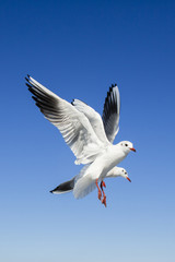 海鳥01