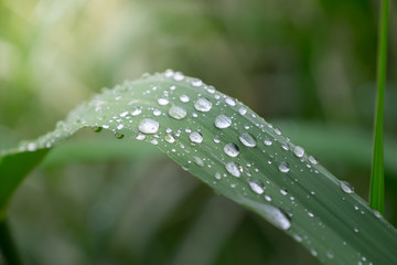water drops on leaf in nature after the rain