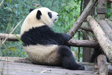 Fototapeta premium Baby Panda