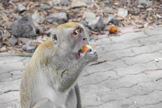 monkey eat bread nature in Thailand Closeup
