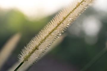 Drops of water on Grass flower with nature background