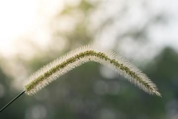 Drops of water on Grass flower with nature background