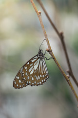 beautiful Butterfly in nature