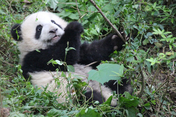 Obraz premium Baby Panda on the Playground