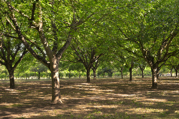 Plantation de noyers du P&eacute;rigord, d&eacute;partement de la Dordogne en r&eacute;gion Nouvelle-Aquitaine, France