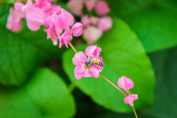 Fototapeta na wymiar Bee on Antigonon leptopus flower. Honeybee is important pollinator for flower.