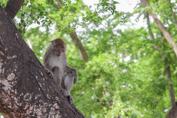 monkey on tree selective focus in nature