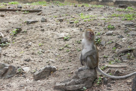 monkey stand on floor selective focus