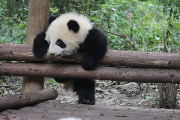 Obraz premium Baby Panda