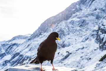 alpen