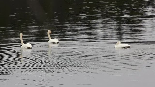 Sample of elegance and pure beauty. Autumn migrating  whooper swan (Cygnus cygnus) stopped for rest and feeding on river
