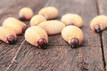 Sago beetle worm, Red palm weevil, :Select focus with shallow depth of field.