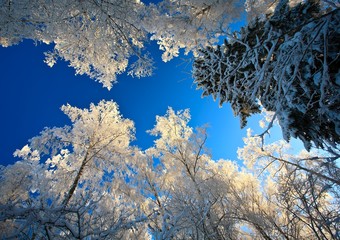 view of the sky in a snowy forest