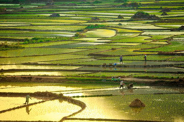 Rice Farmers At Sunset