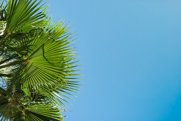 Mediterranean palm tree shade background