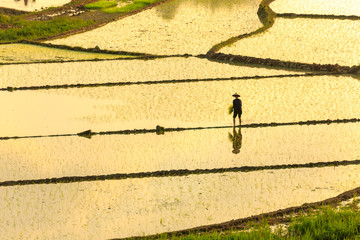 Farmer working in rice fields at sunset