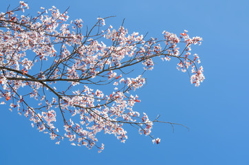Blossoming at springtime branch of cherry tree