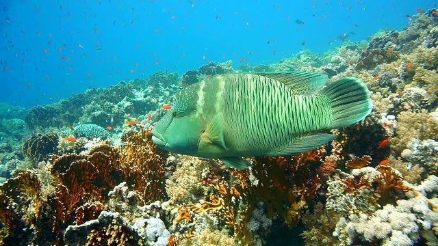 Napoleon Fish on Coral Reef, underwater scene