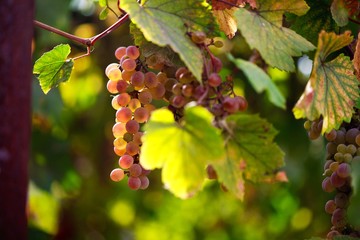 Bunch of grapes on a vine in the sunshine