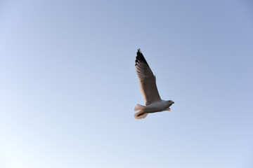 seagull flying on blue sky