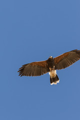 Harris Hawk in Flight