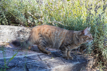 Chat