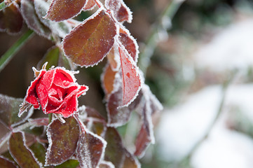 Rose mit Rauhreif
