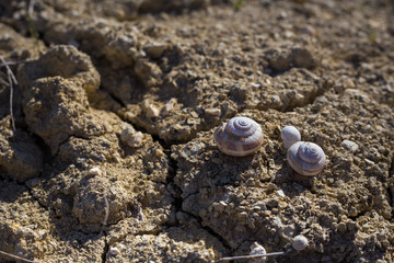 Empty shells on the sandy cracked ground.