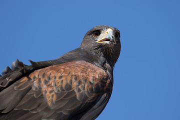 Harris Hawk
