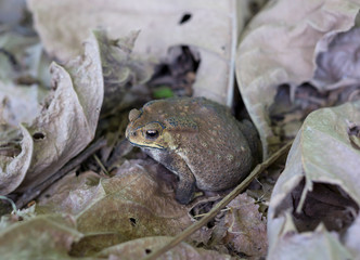 Asian common toad   in nature,Thailand